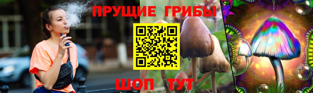 Галлюциногенные грибы Psilocybine cubensis  Абакан 